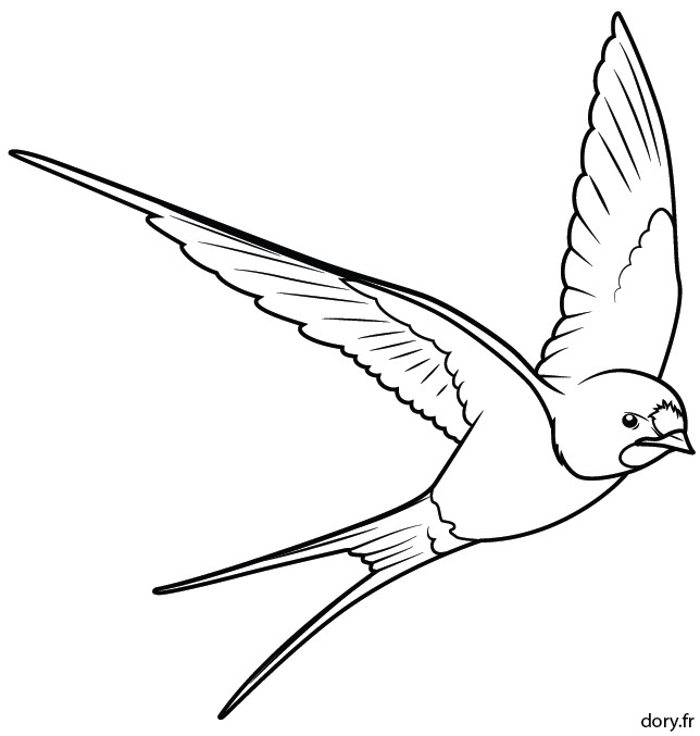  Coloriage  Hirondelle  en noir  et  blanc  dessin  gratuit 