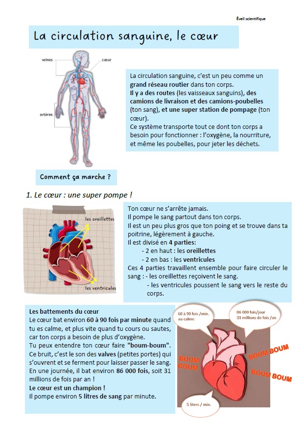 La circulation sanguine, le coeur