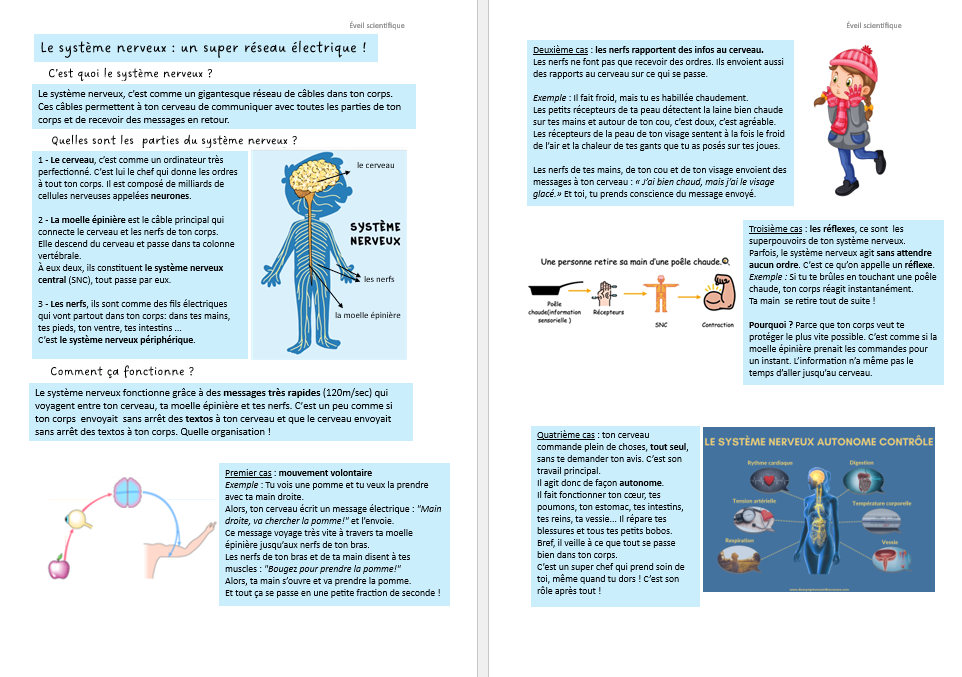 Le système nerveux