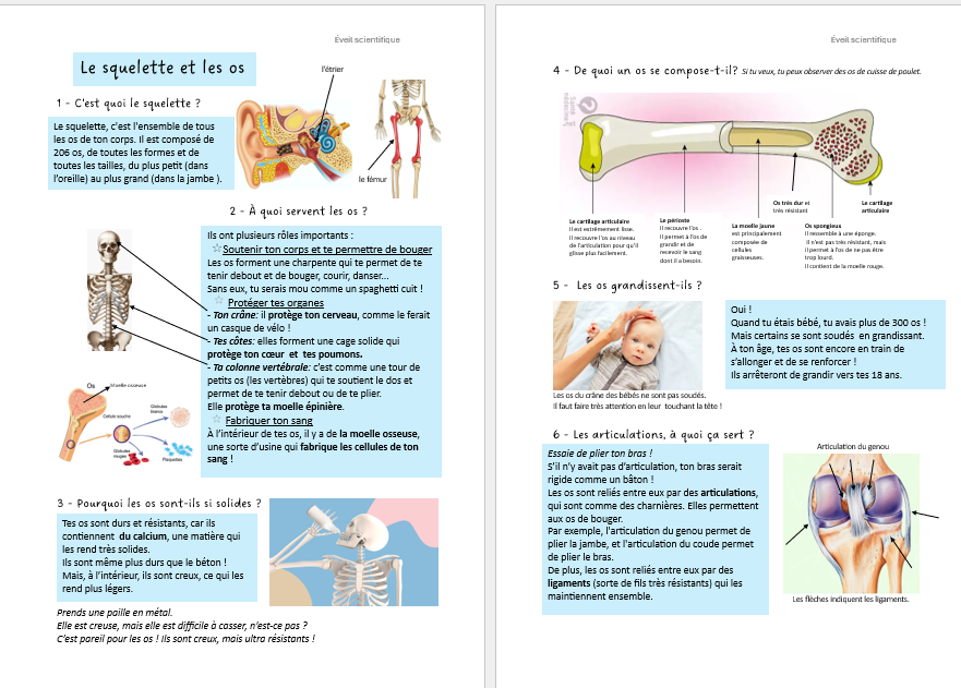 Le squelette, les os et les articulations