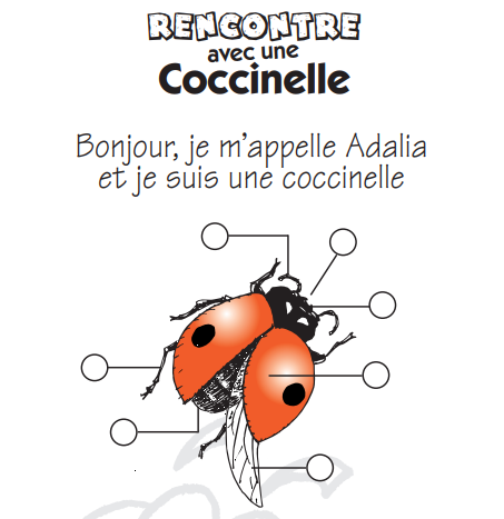 La coccinelle Enseignons.be